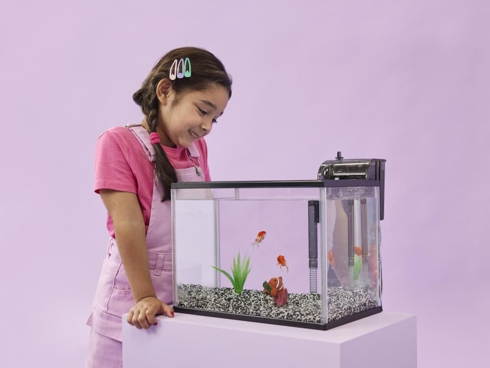 Thailand Betta Fish: Bring a Living Masterpiece into Your Home
